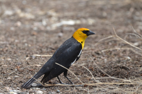 Yellow-headed Blackbird