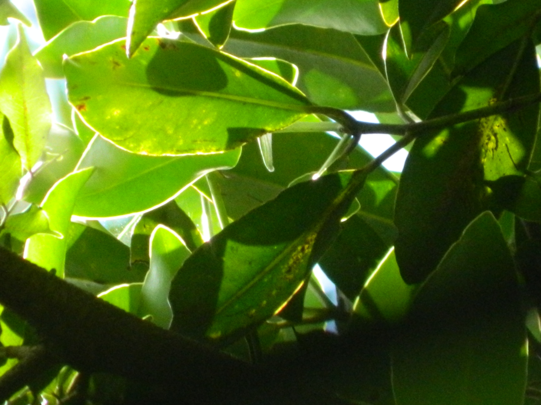 Imagem de Guanandi