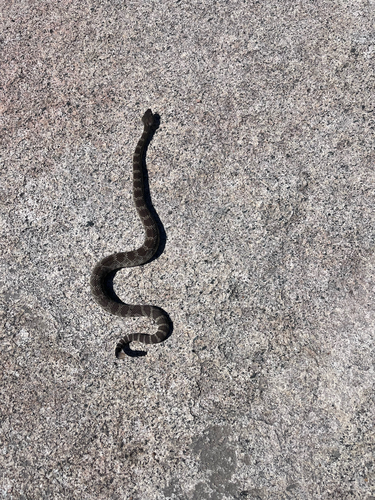iNaturalist observation photo of Northern Pacific Rattlesnake