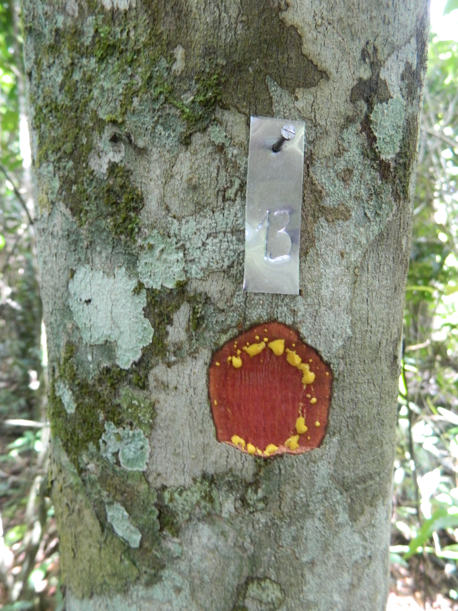 Imagem de Guanandi