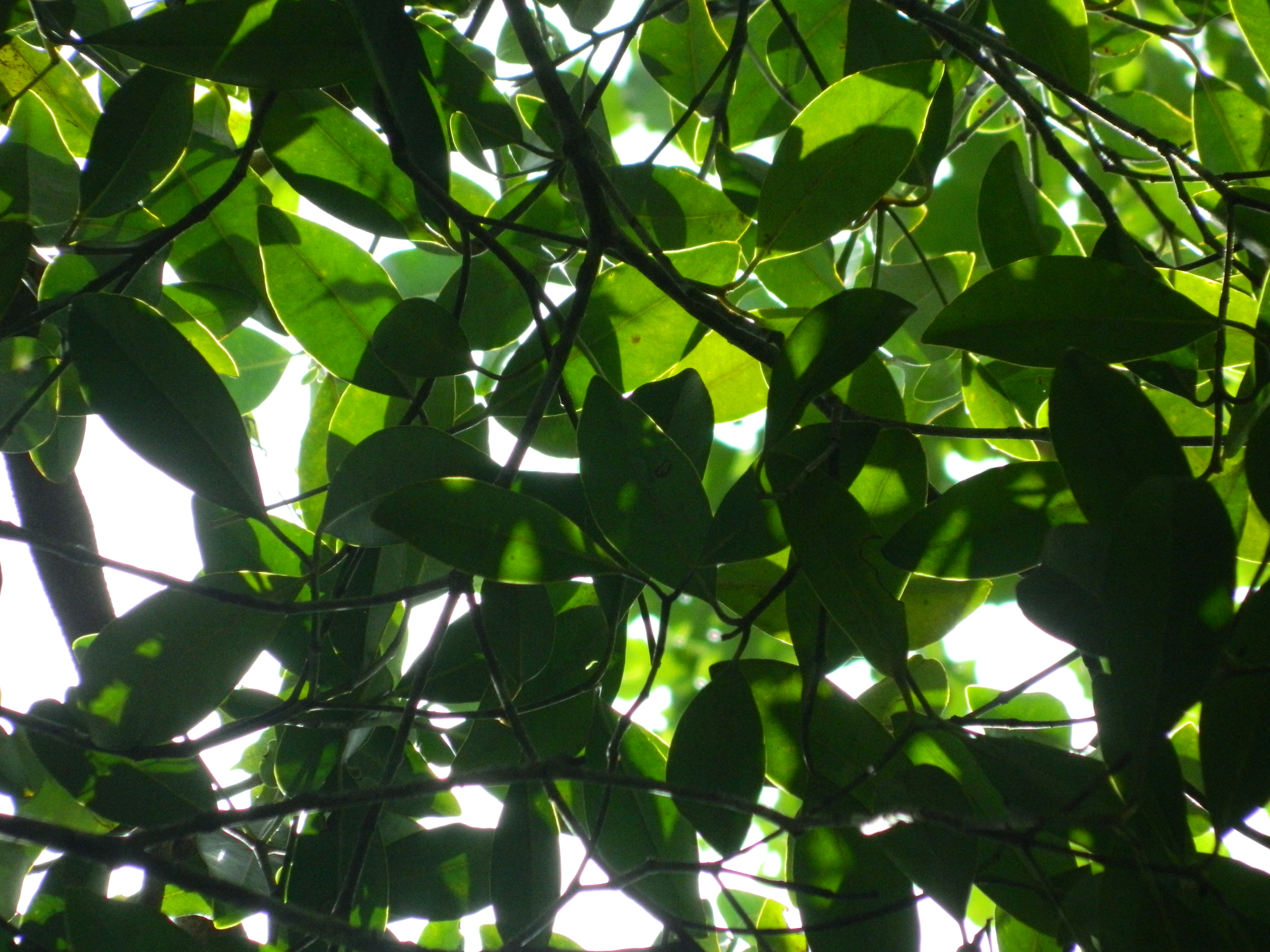 Imagem de Guanandi