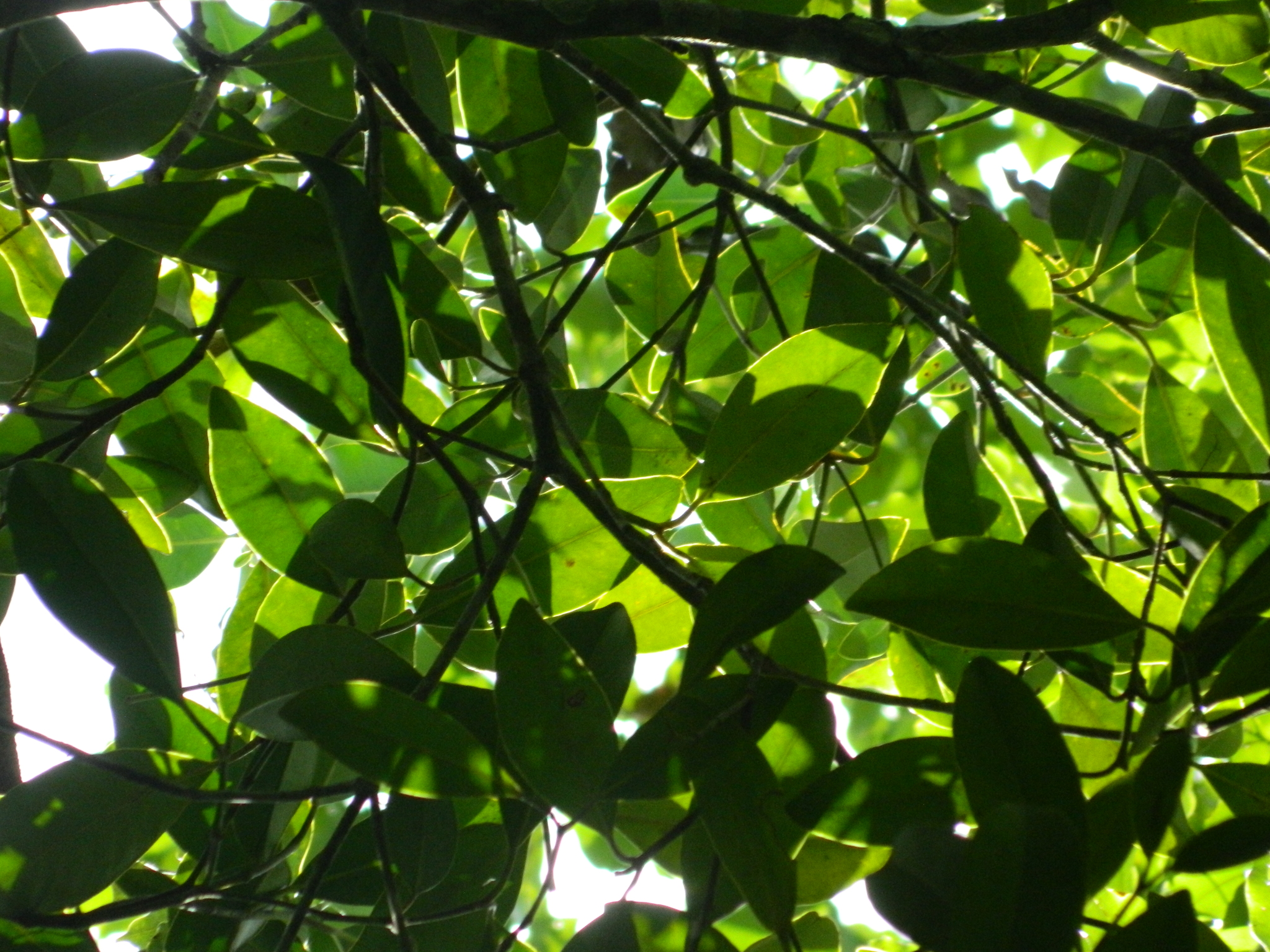 Imagem de Guanandi