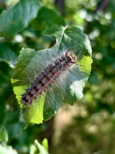 Spongy Moth