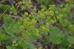 Alchemilla murbeckiana