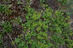 Alchemilla murbeckiana
