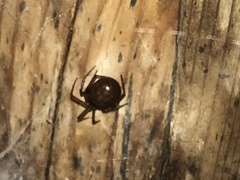 Steatoda