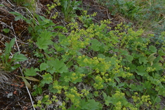 Alchemilla murbeckiana