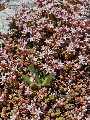 English Stonecrop