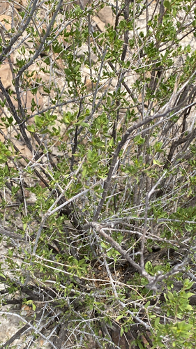 American Tarwort