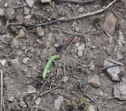Ammophila campestris