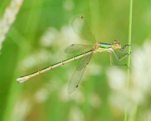 Migrant Spreadwing
