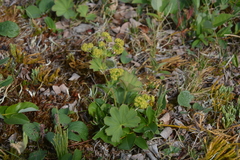 Alchemilla murbeckiana