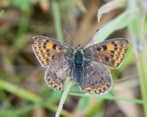 Sooty Copper