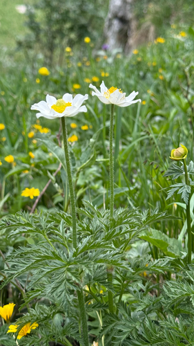Alpine Pasqueflower