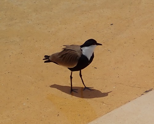 iNaturalist image