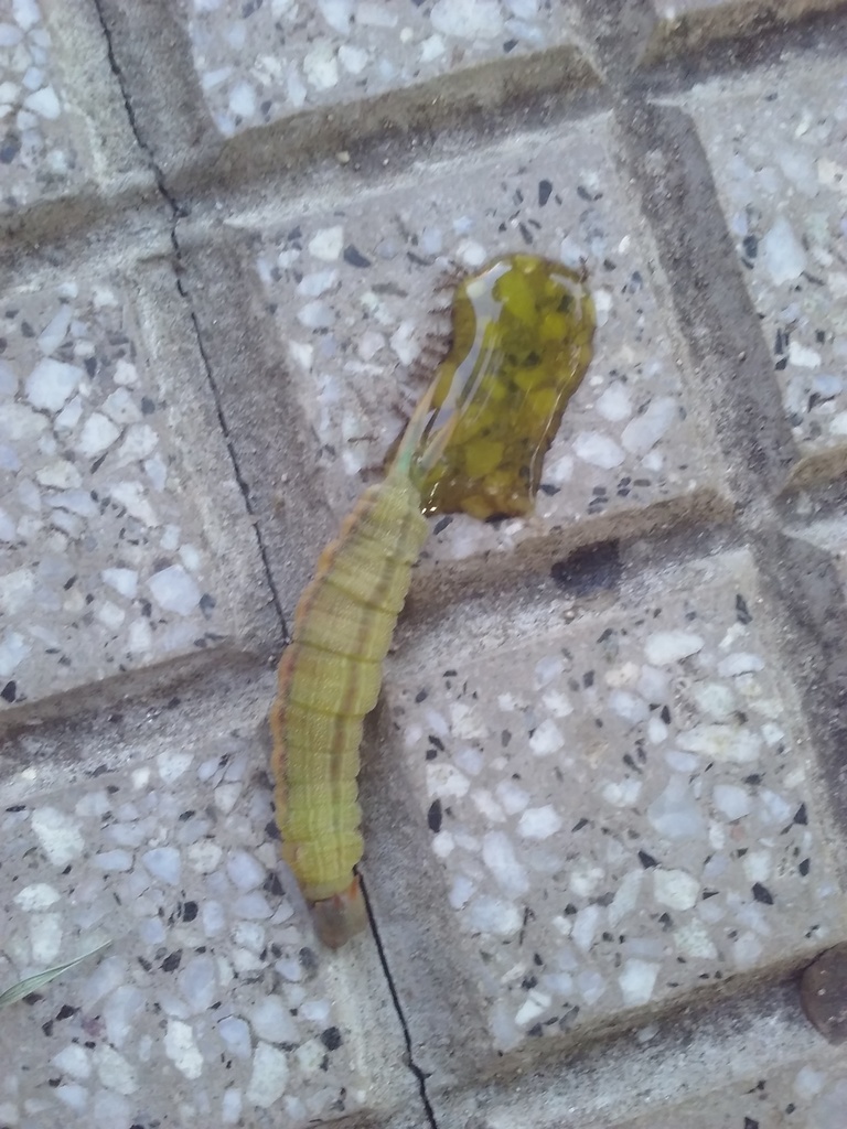 Opsiphanes invirae amplificatus