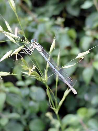 Blue Featherleg