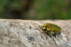 Chrysochroinae