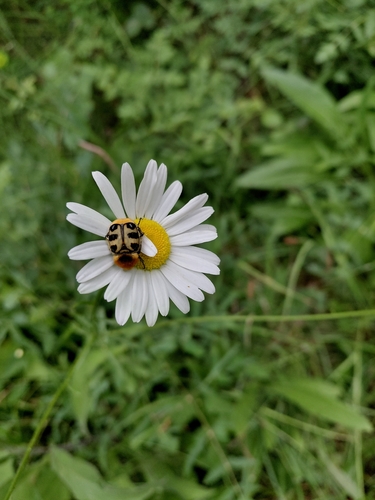 French Flower Chafer