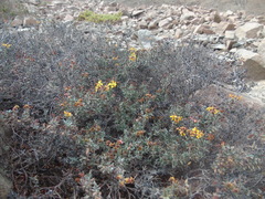 Dinemandra ericoides