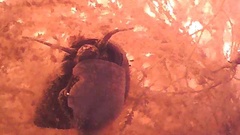 Bithynia tentaculata