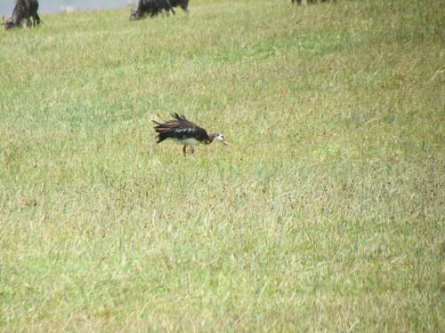 iNaturalist image