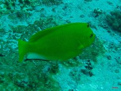 Apolemichthys trimaculatus