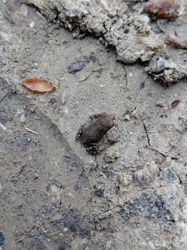 Spiny Toad