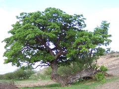 Cordia morelosana