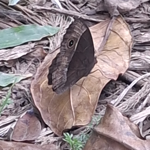Common Bush Brown