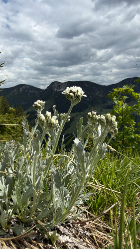 Silvery Yarrow