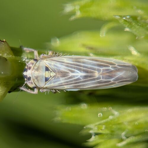Macrosteles frontalis