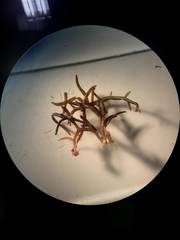 Chondracanthus acicularis