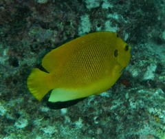 Apolemichthys trimaculatus