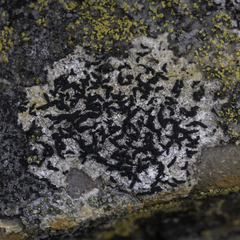 Lecanographa brattiae