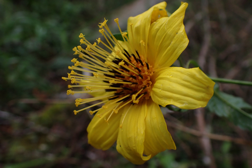 Bidens cosmoides observed 2026-05-30