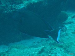 Acanthurus tennentii