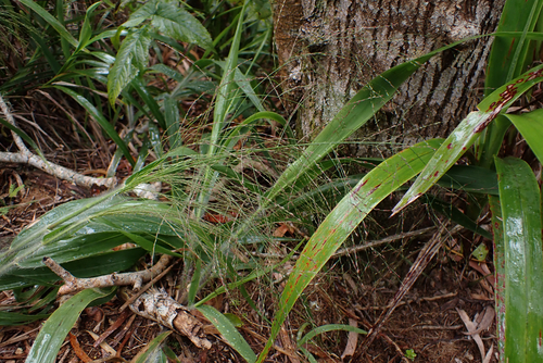 Panicum nephelophilum observed 2026-05-30