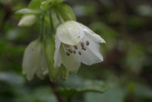 Schiedea viscosa observed 2026-05-30