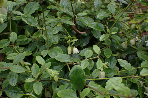 Schiedea viscosa