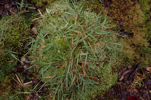 Dichanthelium cynodon observed 2026-05-30