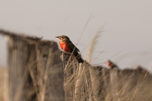 Pampas Meadowlark (Leistes defilippii), photo 2