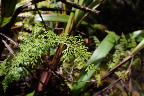 Asplenium schizophyllum observed 2026-05-30