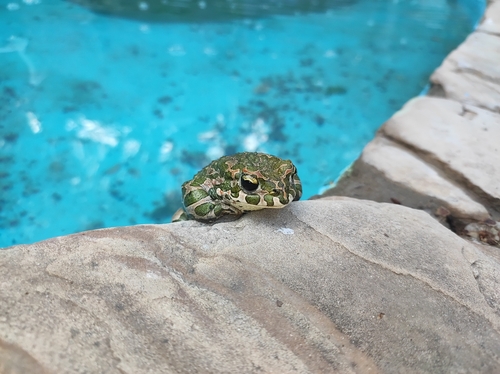 European Green Toad