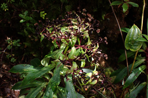 Dubautia raillardioides observed 2026-05-30