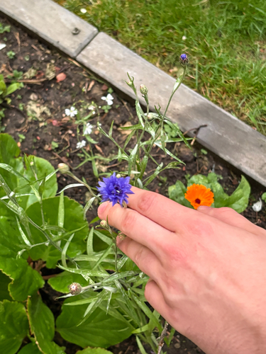 Cornflower