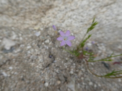 Gilia flavocincta
