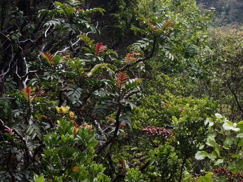 Polyscias waialealae observed 2026-05-30