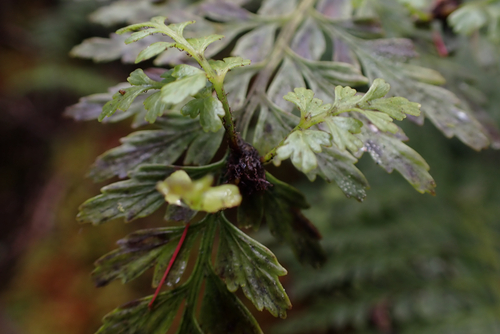 Asplenium sphenotomum