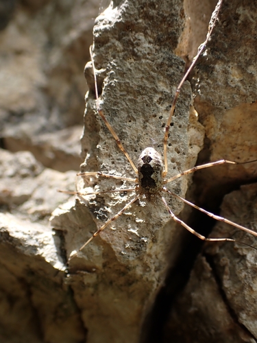 Mitopus glacialis